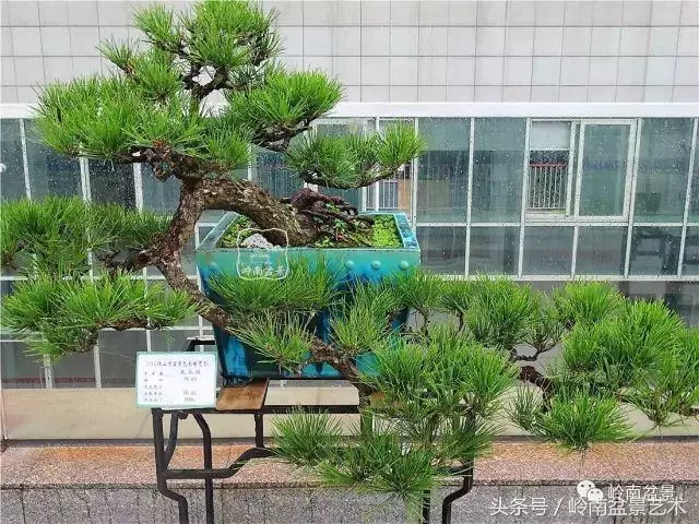 玩盆景的四大作風~~