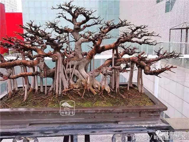 玩盆景的四大作風~~