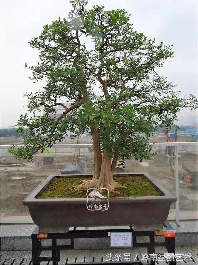 玩盆景的四大作風~~