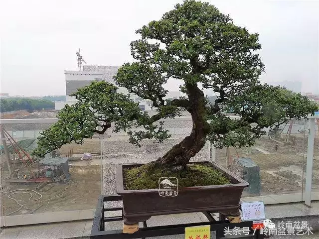 玩盆景的四大作風~~