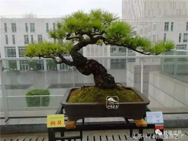 玩盆景的四大作風~~