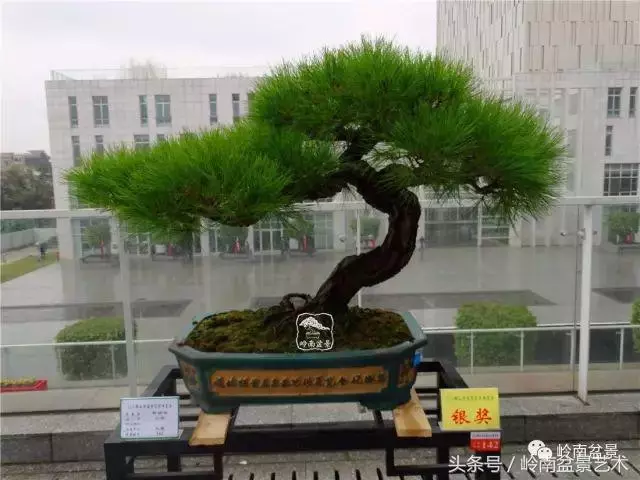 玩盆景的四大作風~~