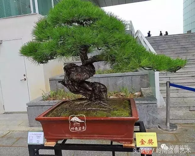 玩盆景的四大作風~~