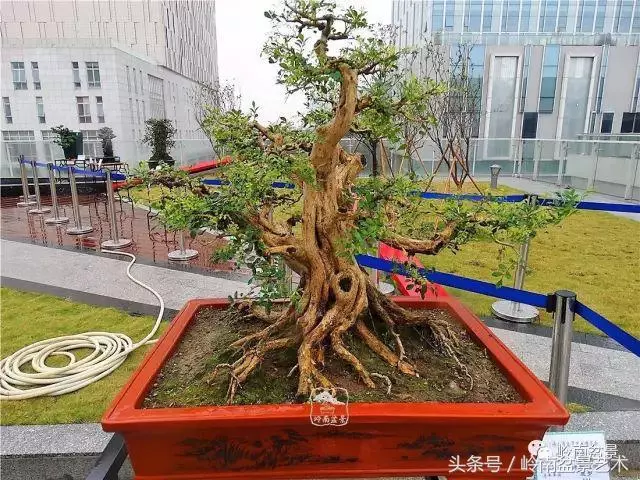 玩盆景的四大作風~~