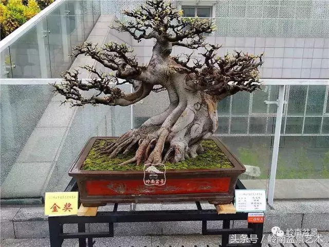 玩盆景的四大作風~~