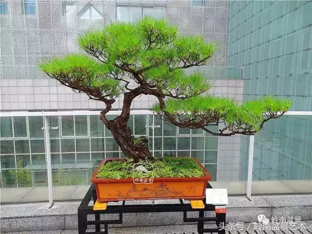 玩盆景的四大作風~~