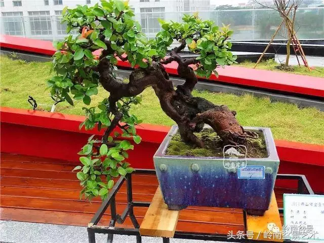 玩盆景的四大作風~~
