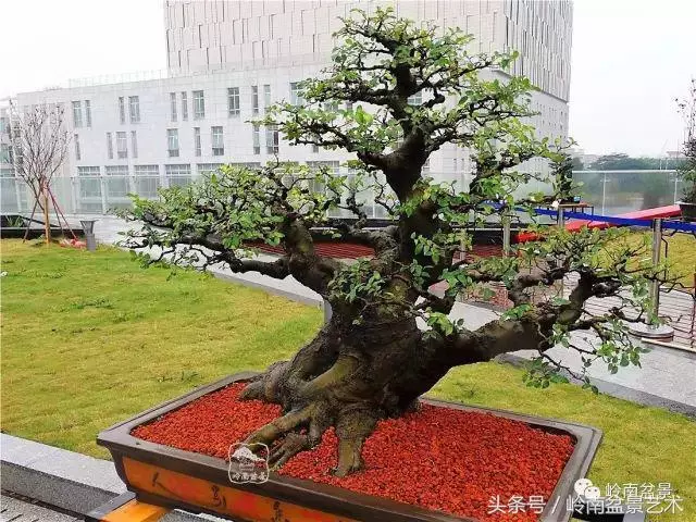 玩盆景的四大作風~~