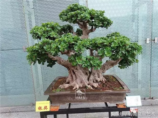 玩盆景的四大作風~~