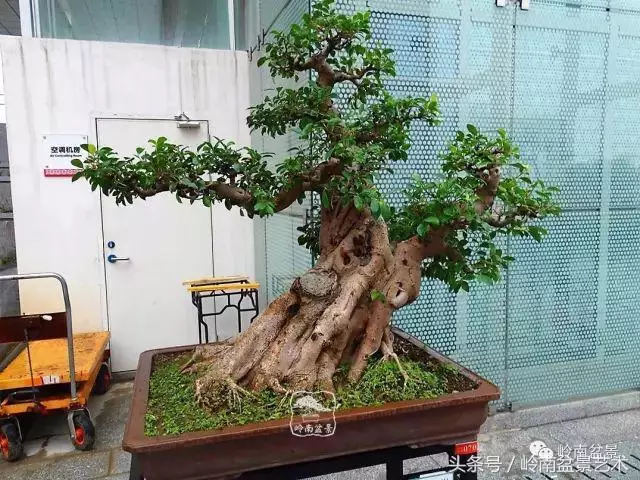 玩盆景的四大作風~~