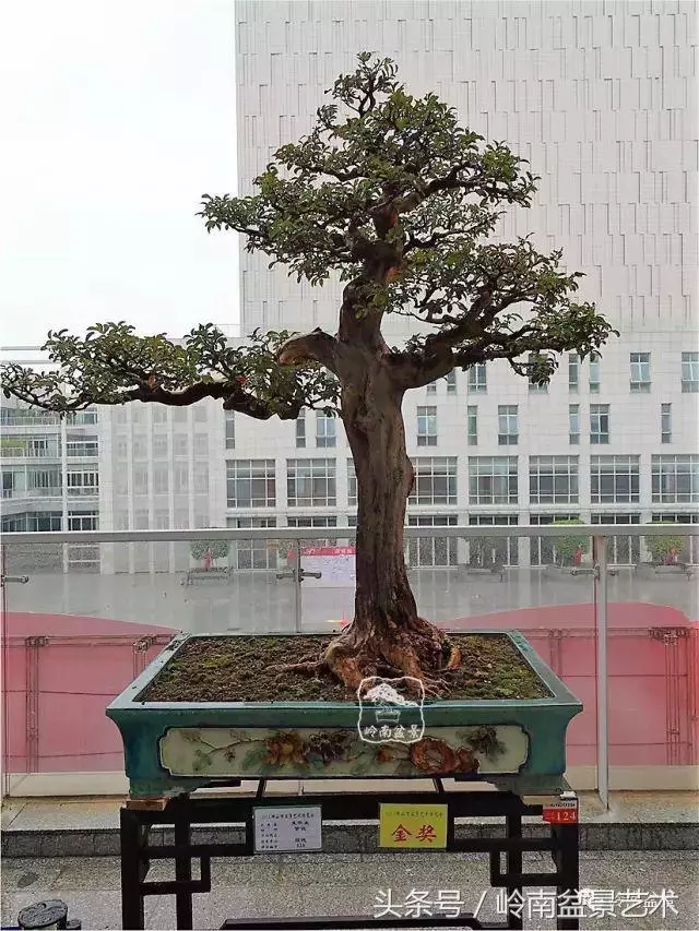 玩盆景的四大作風~~