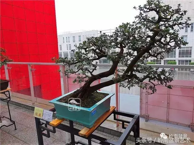 玩盆景的四大作風~~