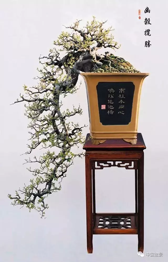 懸崖式盆景的樹形設計及製作