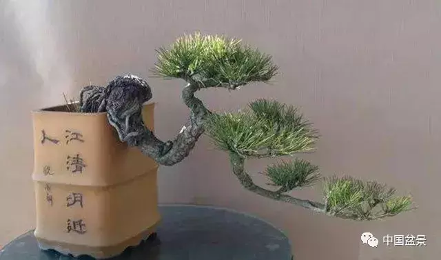 懸崖式盆景的樹形設計及製作