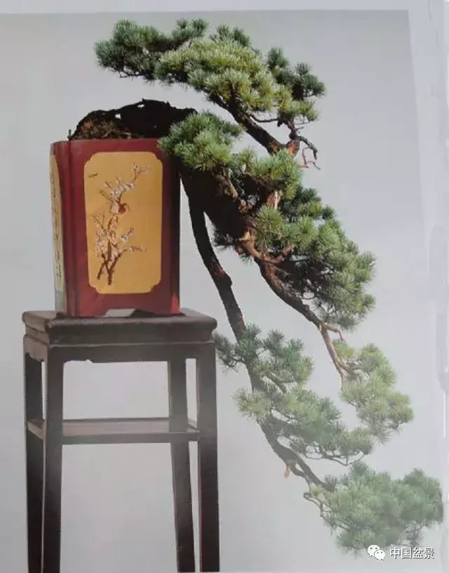 懸崖式盆景的樹形設計及製作