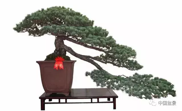懸崖式盆景的樹形設計及製作
