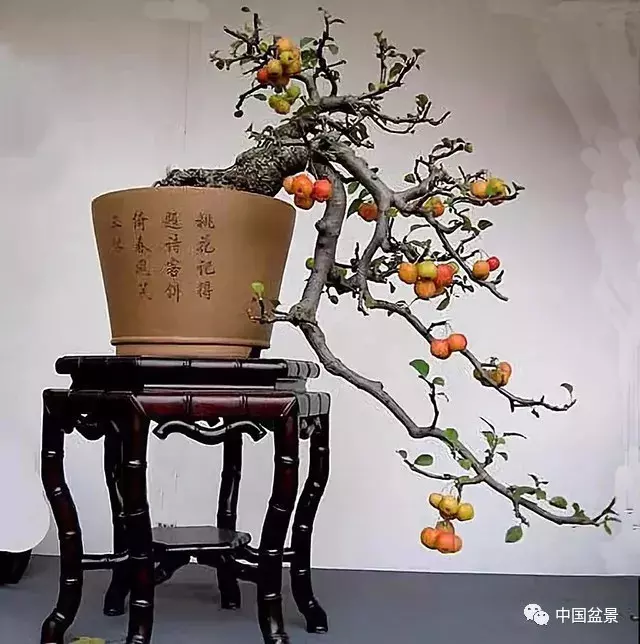 懸崖式盆景的樹形設計及製作
