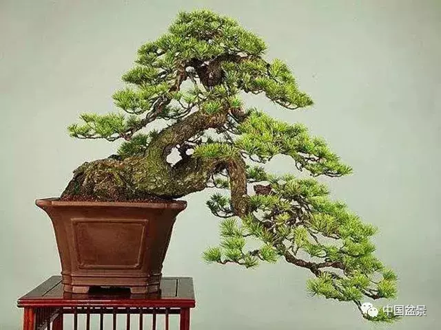 懸崖式盆景的樹形設計及製作