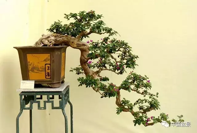 懸崖式盆景的樹形設計及製作