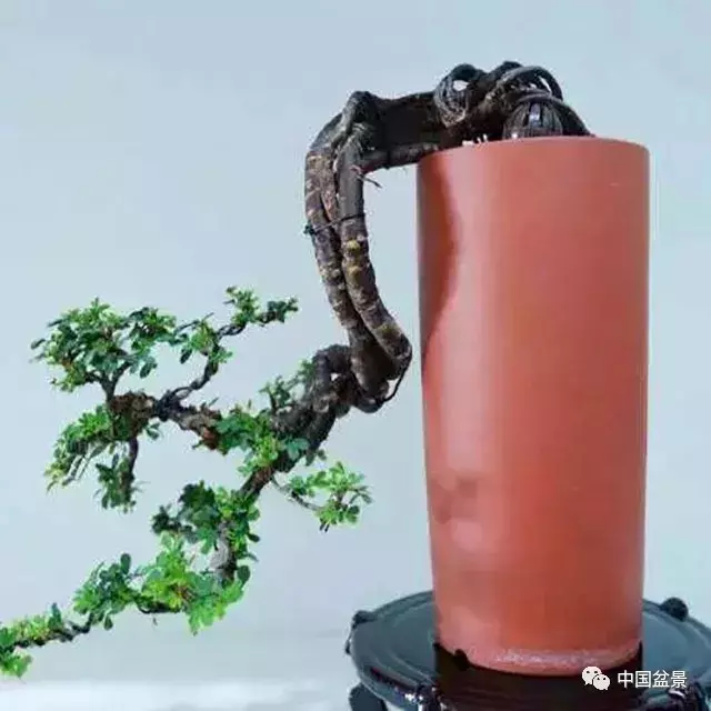 懸崖式盆景的樹形設計及製作