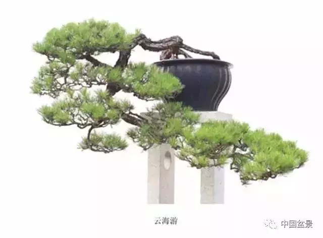 懸崖式盆景的樹形設計及製作
