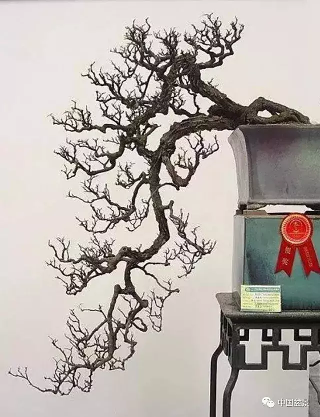 懸崖式盆景的樹形設計及製作