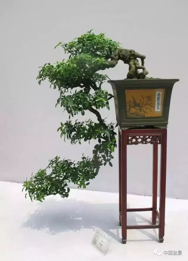懸崖式盆景的樹形設計及製作