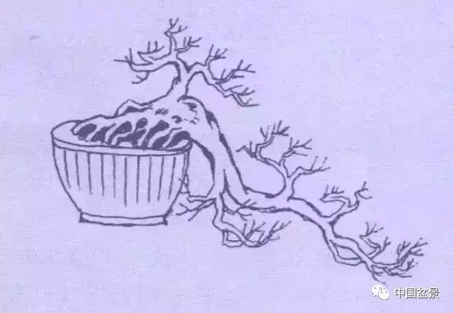 懸崖式盆景的樹形設計及製作