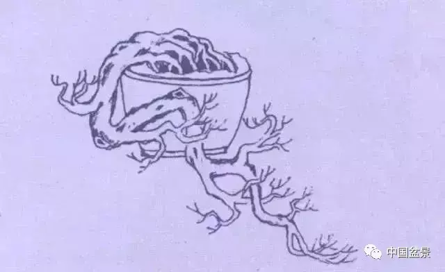 懸崖式盆景的樹形設計及製作