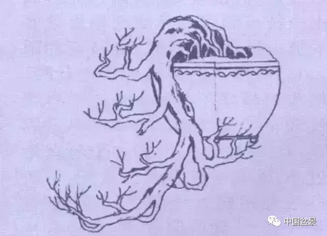 懸崖式盆景的樹形設計及製作