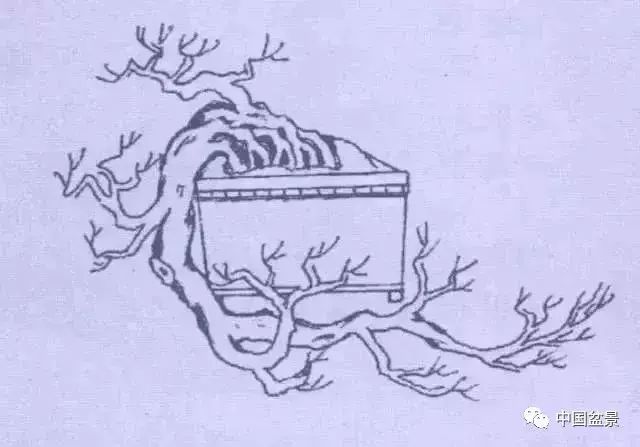 懸崖式盆景的樹形設計及製作