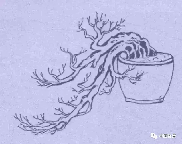 懸崖式盆景的樹形設計及製作