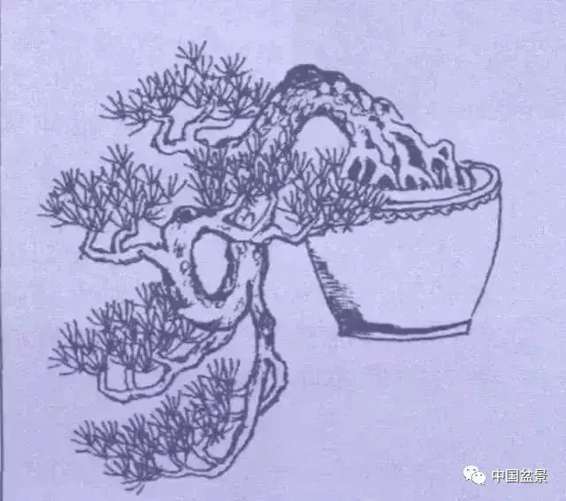 懸崖式盆景的樹形設計及製作