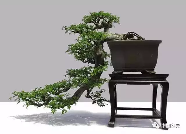 懸崖式盆景的樹形設計及製作