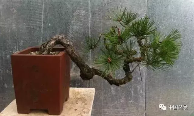 懸崖式盆景的樹形設計及製作