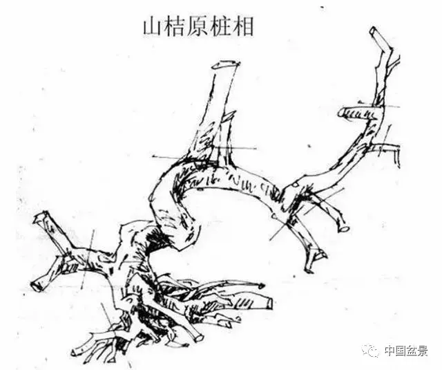 懸崖式盆景的樹形設計及製作