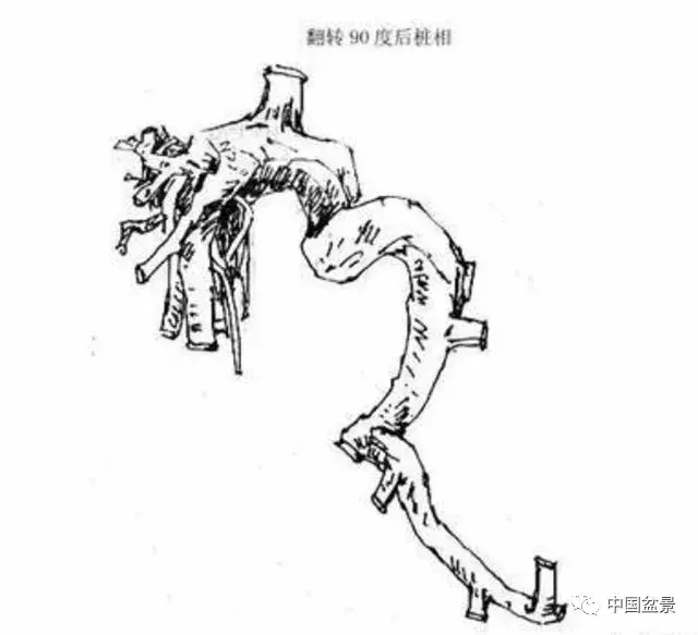 懸崖式盆景的樹形設計及製作