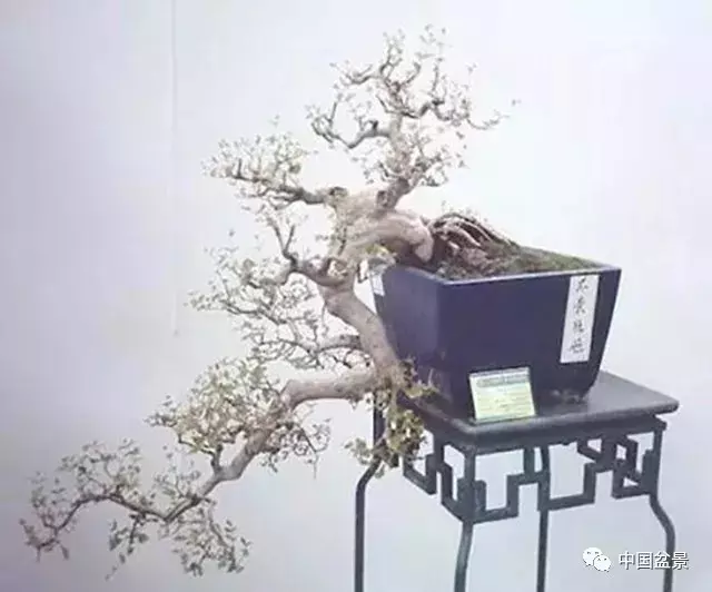 懸崖式盆景的樹形設計及製作