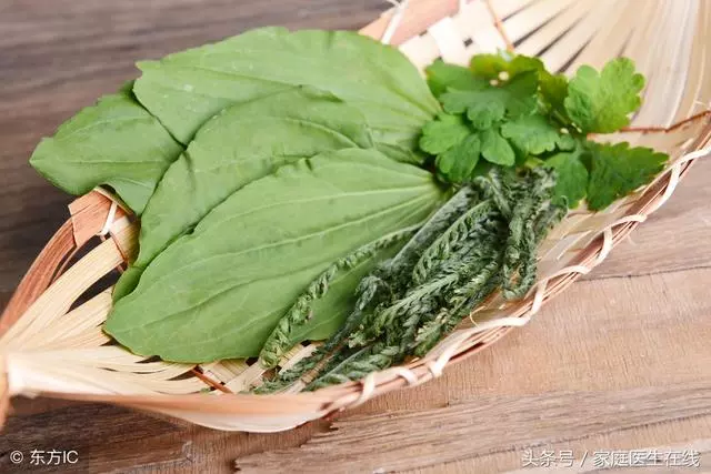車前草的這3個功效,中醫都深有體會,趕快來了解一下