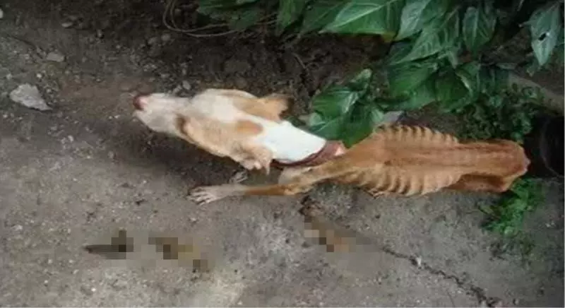 男子吸毒警察上門抓獲,開門後看到眼前的景象嚇蒙了,無法直視