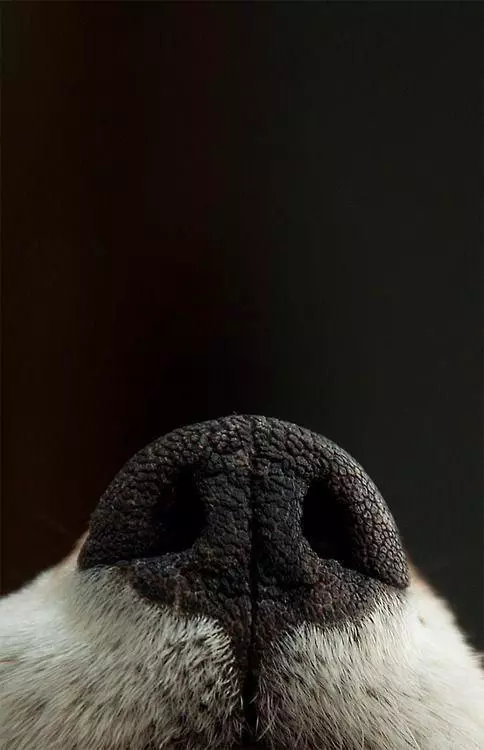 狗狗的鼻頭怎麼變得粉粉的了?是怎麼回事呢?