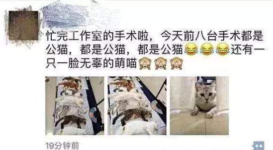 8隻公貓排隊等待絕育,對要發生的事一無所知,這悲慘的命運啊