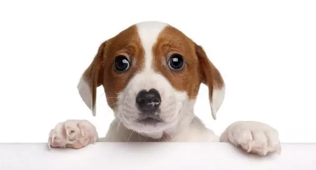 狗狗也會得紅眼病?該怎麼治