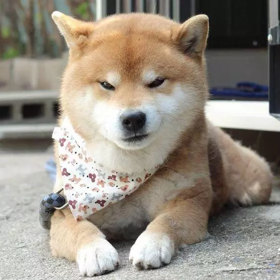 狗狗也會得紅眼病?該怎麼治