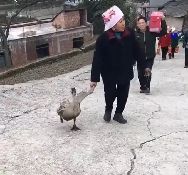 老婦人路邊救下只鵝,沒想到半個月後,老人淚濕眼眶