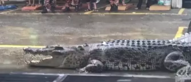 大馬油站爬出巨鱷!重量達1噸,離人群不到3米,這時他們沖了上去!