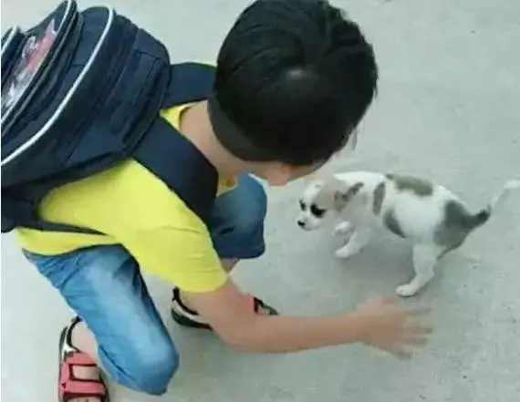小土狗就是忠誠,小小年紀就知道每天接小主人放學!