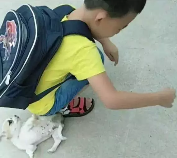 小土狗就是忠誠,小小年紀就知道每天接小主人放學!