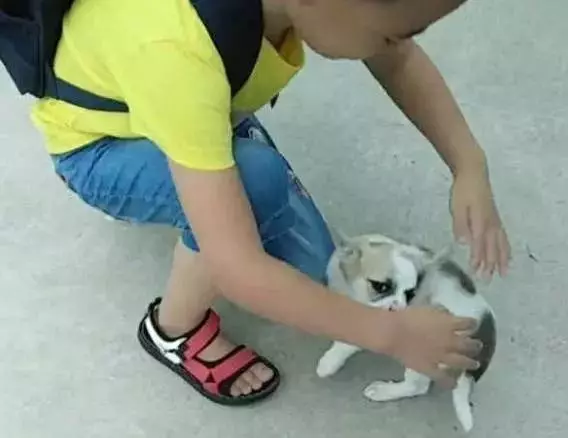 小土狗就是忠誠,小小年紀就知道每天接小主人放學!