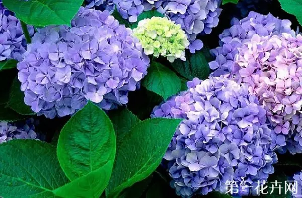 繡球花的養殖方法和注意事項